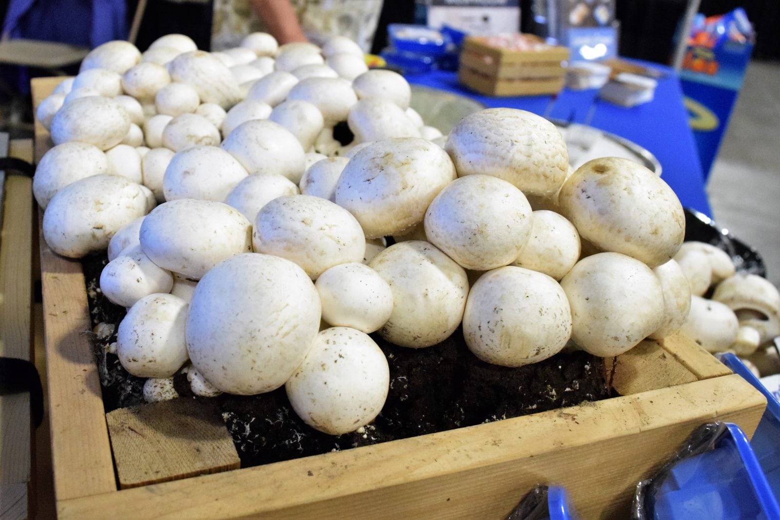 Mushroom Elk Meatballs | FaveMom.com
